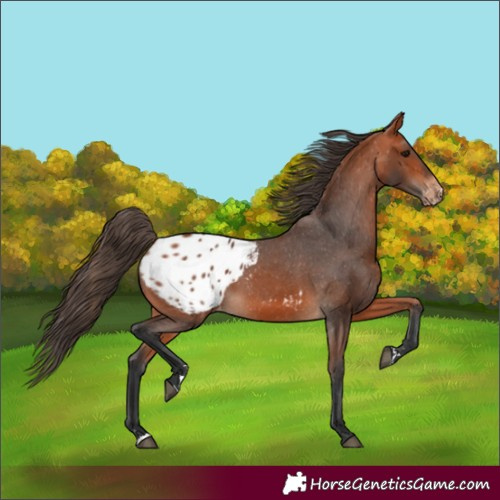 Horse Color:Bay Appaloosa 