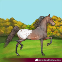 Horse Color:Bay Blanket 