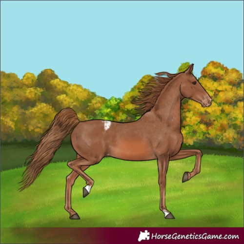 Horse Color:Chestnut Appaloosa
