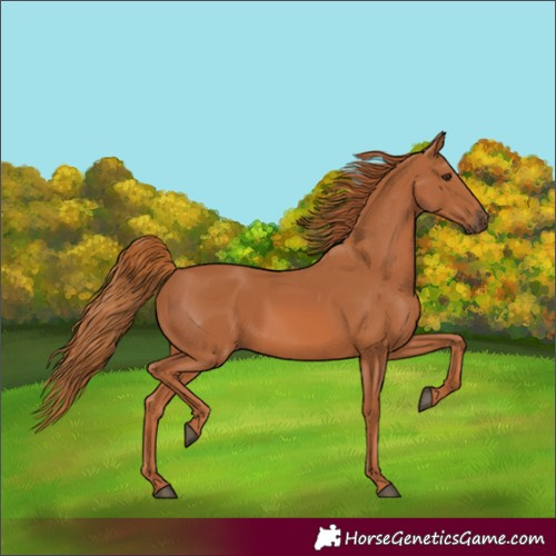 Horse Color:Chestnut 