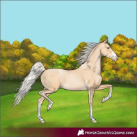 Horse Color:Silver Buckskin Pearl