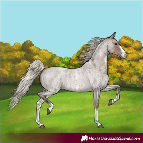 Horse Color:Silver Blue Roan Sabino 