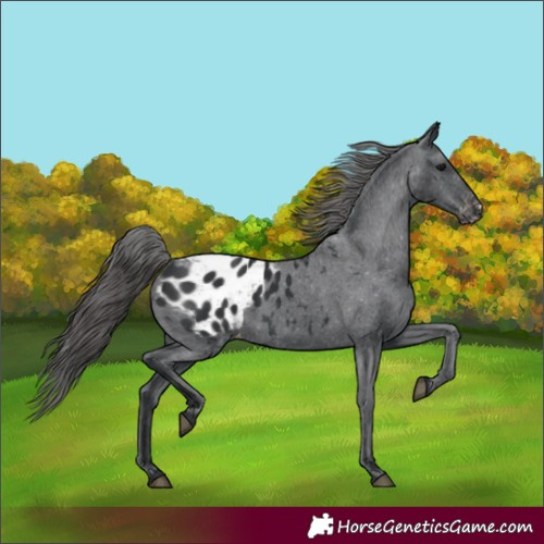 Horse Color:Black Appaloosa 