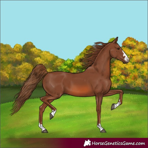 Horse Color:Chestnut 