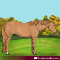Horse Color:Chestnut Rabicano 