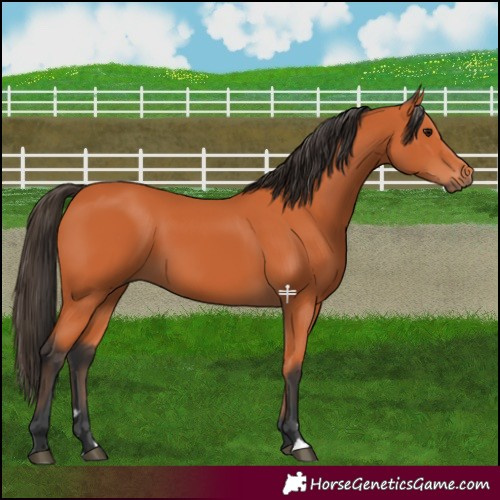 Horse Color:Bay 
