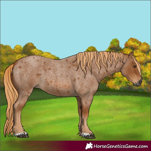 Horse Color:Gray Red Roan 