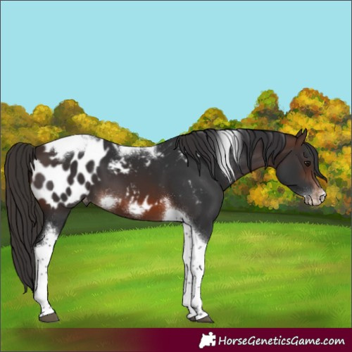 Horse Color:Brown Tobiano Frame Appaloosa 