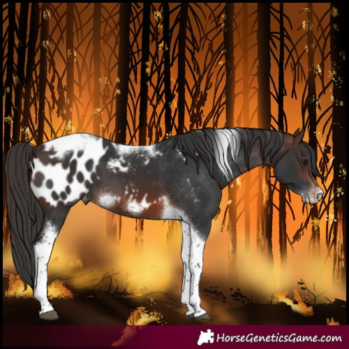 Horse Color:Brown Tobiano Frame Blanket 