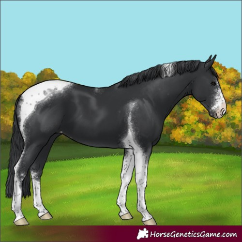 Horse Color:Black Sabino Tobiano Appaloosa 