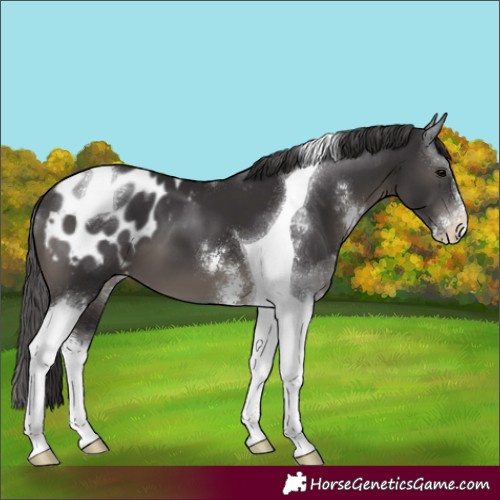 Horse Color:Smoky Black Sabino Tobiano Appaloosa 