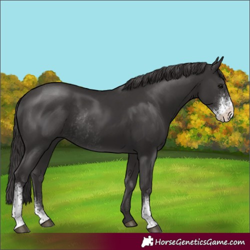 Horse Color:Smoky Black Sabino Rabicano 