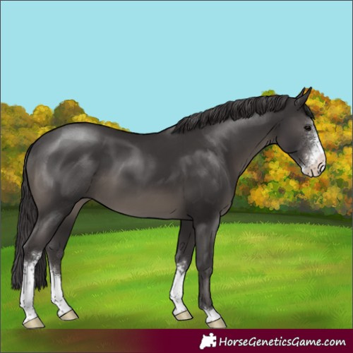Horse Color:Smoky Black Sabino 