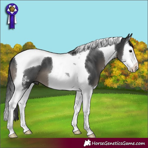Horse Color:Black Sabino Splash Tobiano
