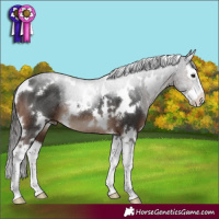 Horse Color:White Spotted Liver Chestnut Sabino Splash Rabicano 