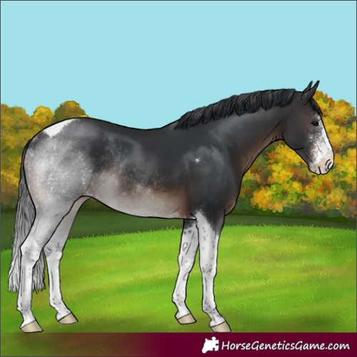 Horse Color:Brown Sabino Tobiano Appaloosa Rabicano 