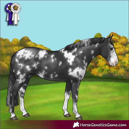 Horse Color:White Spotted Black Sabino
