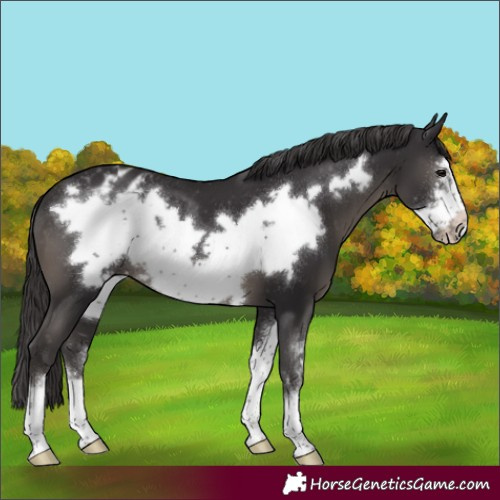 Horse Color:Smoky Black Sabino Frame Appaloosa