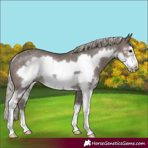 Horse Color:Silver Black Sabino Frame Rabicano 