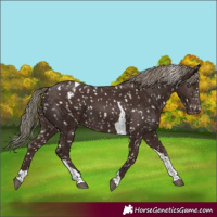 Horse Color:Liver Chestnut Mushroom Tobiano Snowcap 