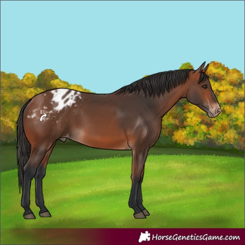 Horse Color:Bay Appaloosa 