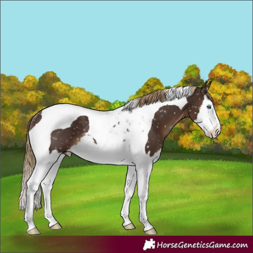 Horse Color:Liver Chestnut Splash Tobiano Appaloosa Rabicano 