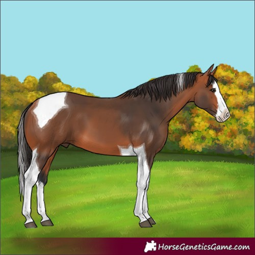 Horse Color:Bay Splash Tobiano