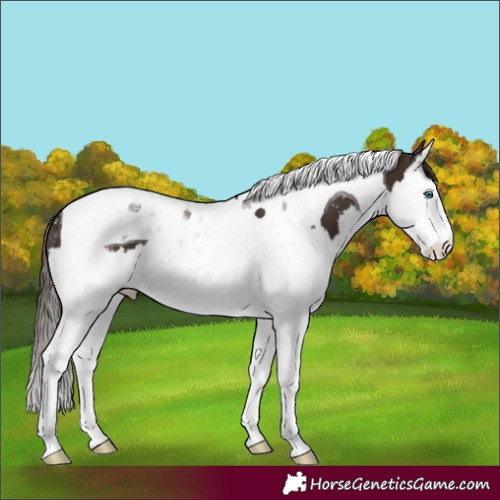 Horse Color:Liver Chestnut Splash Tobiano Appaloosa 