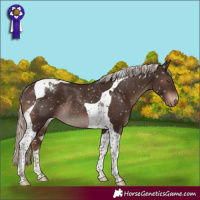 Horse Color:Liver Chestnut Mushroom Tobiano Snowflake VarnishRabicano 