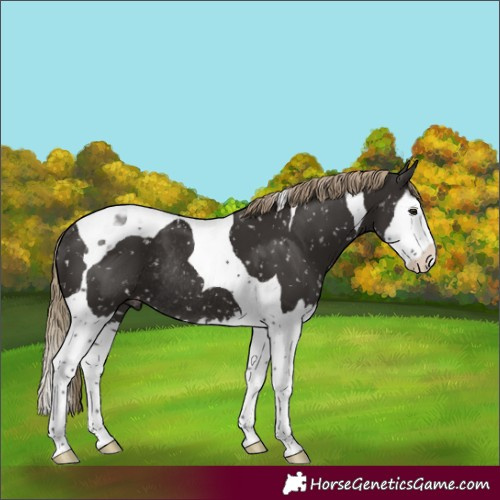 Horse Color:Liver Chestnut Splash Tobiano Appaloosa Rabicano 