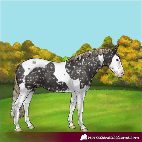 Horse Color:Liver Chestnut Splash Tobiano Snowflake VarnishRabicano 