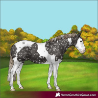 Horse Color:Liver Chestnut Splash Tobiano Appaloosa Rabicano 