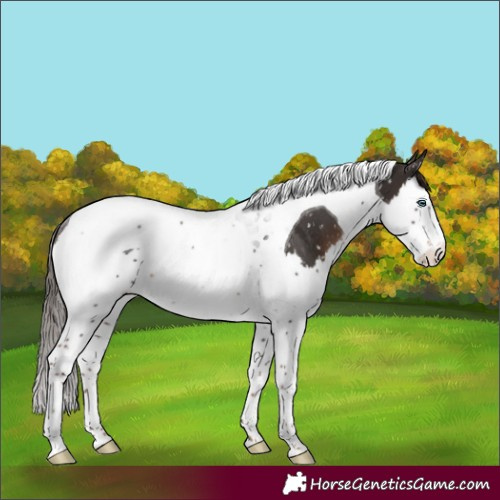 Horse Color:Liver Chestnut Splash Tobiano Appaloosa Rabicano 