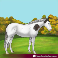 Horse Color:Liver Chestnut Splash Tobiano Snowflake VarnishRabicano 