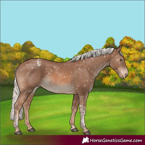 Horse Color:Chestnut Mushroom Tobiano Appaloosa 