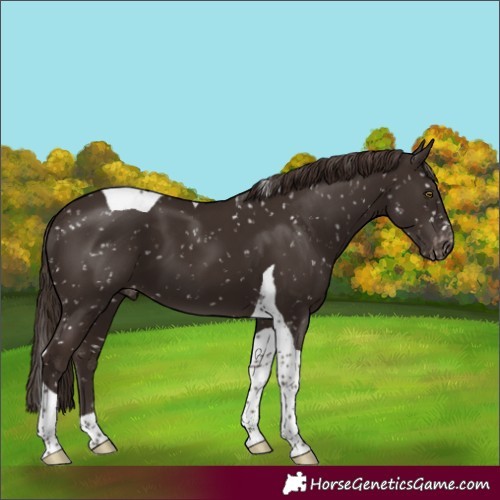 Horse Color:Liver Chestnut Tobiano Appaloosa