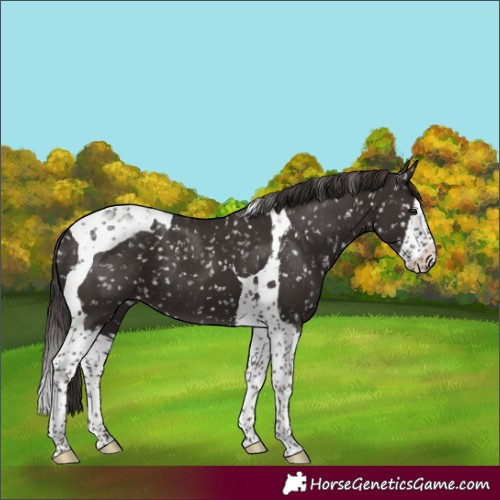 Horse Color:Liver Chestnut Splash Tobiano Appaloosa Rabicano