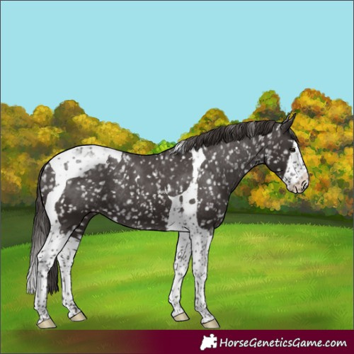 Horse Color:Liver Chestnut Splash Tobiano Snowflake VarnishRabicano 