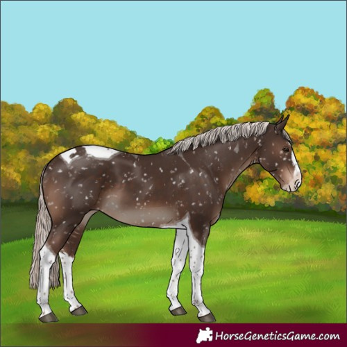 Horse Color:Liver Chestnut Mushroom Splash Tobiano Appaloosa 