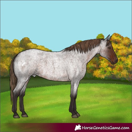 Horse Color:Liver Red Roan Rabicano 