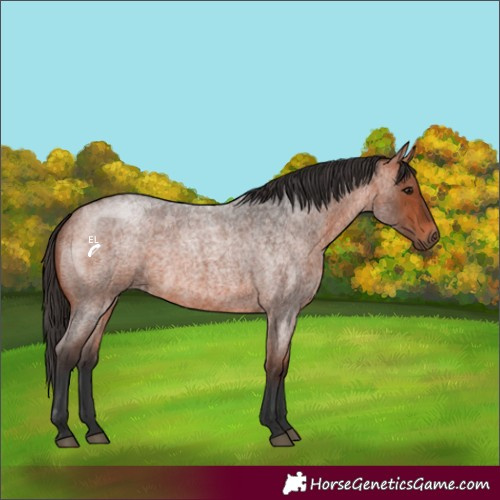Horse Color:Bay Roan 