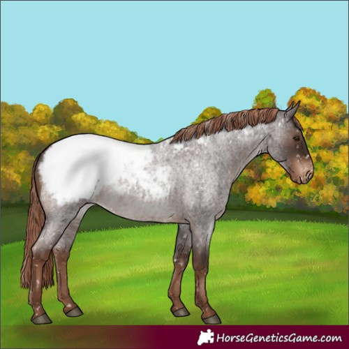 Horse Color:Liver Red Roan Appaloosa Rabicano