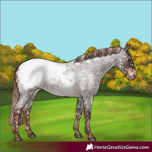Horse Color:Liver Red Roan Appaloosa Rabicano 