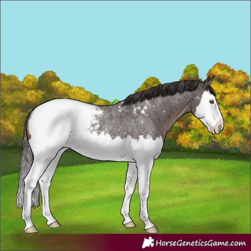 Horse Color:Liver Red Roan Splash Appaloosa Rabicano 