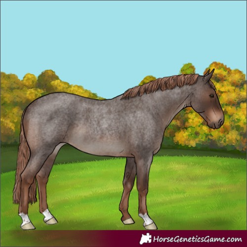 Horse Color:Liver Red Roan Rabicano 