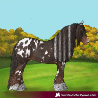 Horse Color:White Spotted Liver Chestnut Appaloosa Rabicano 