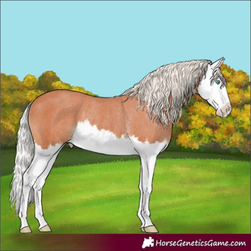 Horse Color:Silver Bay Splash Rabicano 