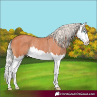Horse Color:Silver Bay Splash Rabicano