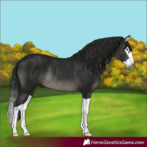 Horse Color:Gray Black Splash Rabicano 