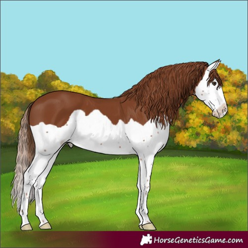 Horse Color:Chestnut Splash 